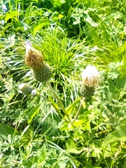 Cirsium tataricum