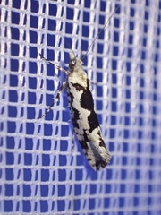 Ypsolopha sequella