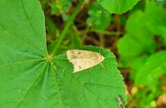 Helicoverpa armigera