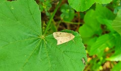 Helicoverpa armigera