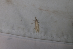 Donacaula melinellus