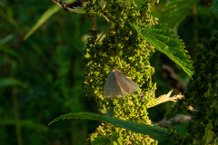 Polypogon tentacularia