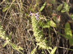 Stachys grandidentata