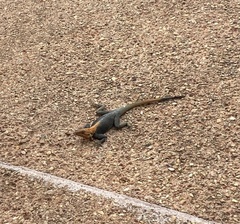 Agama picticauda