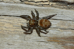 Plexippus devorans