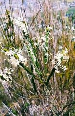 Struthiola ciliata