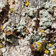 Punctelia bolliana