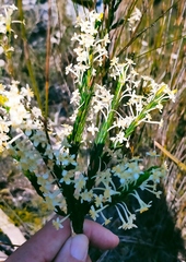 Struthiola ciliata