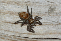 Plexippus devorans