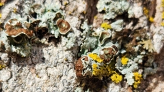 Punctelia bolliana