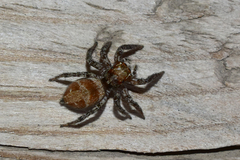 Plexippus devorans