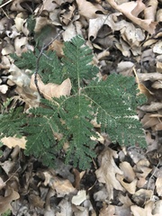 Chamaebatia foliolosa