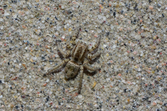 Langona tartarica