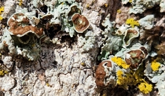 Punctelia bolliana