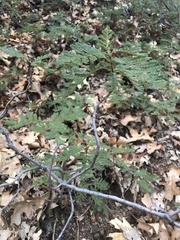 Chamaebatia foliolosa