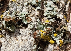 Punctelia bolliana
