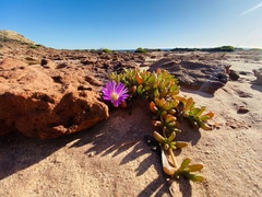 Carpobrotus virescens