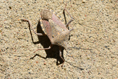 Apodiphus integriceps