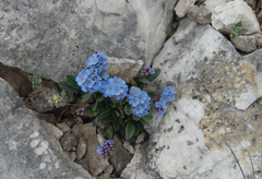 Myosotis alpestris