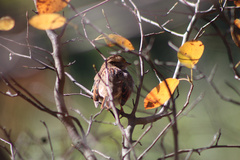 Zonotrichia albicollis
