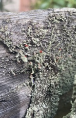 Cladonia macilenta