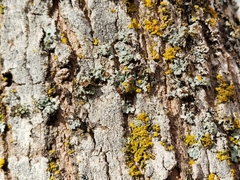 Punctelia bolliana