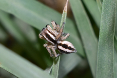 Langona tartarica