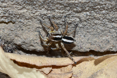 Langona tartarica