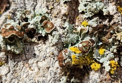 Punctelia bolliana