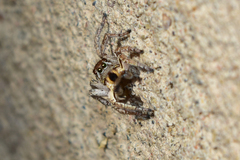 Langona tartarica