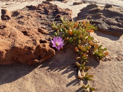Carpobrotus virescens