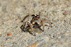 Langona tartarica