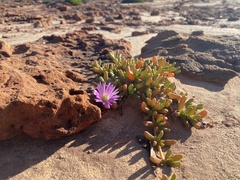 Carpobrotus virescens