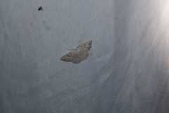 Cyclophora pendulinaria