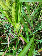 Carex frankii