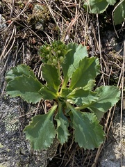 Primula hirsuta
