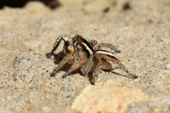 Langona tartarica