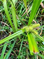 Carex frankii