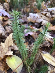 Lycopodiaceae