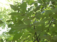 Carya pallida