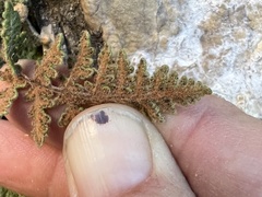 Myriopteris gracilis