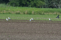 Corvus cornix × corone