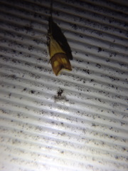 Crocanthes prasinopis