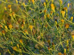 Porophyllum scoparium