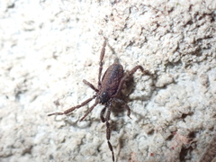 Anelasmocephalus cambridgei