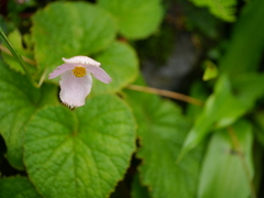 Begonia concanensis