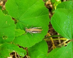 Chorthippus brunneus