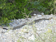 Crotalus ornatus