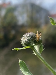 Xyphosia miliaria