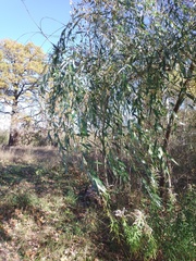 Salix × sepulcralis